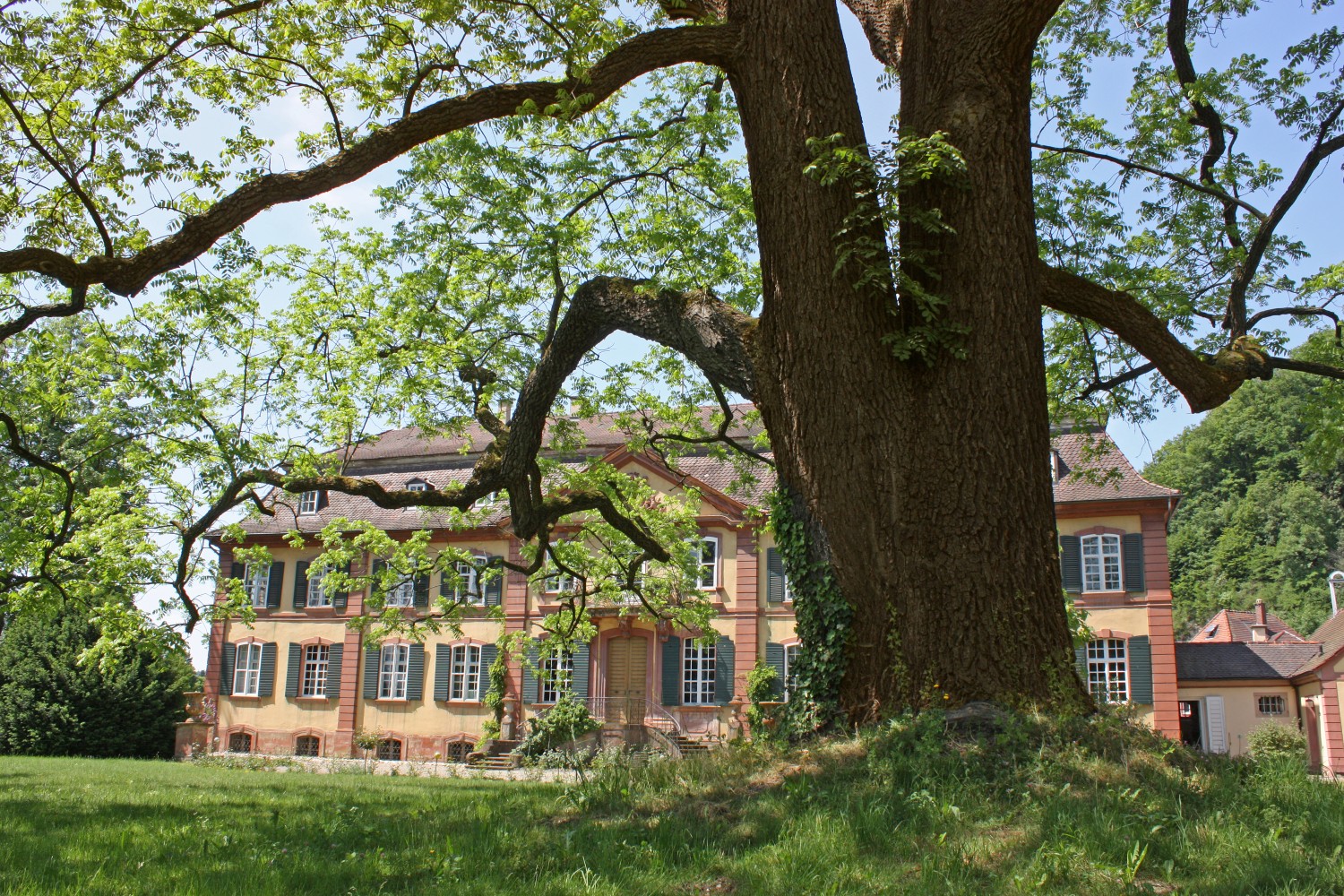Juglans nigra - Freiburg-Ebnet - Mai 2011