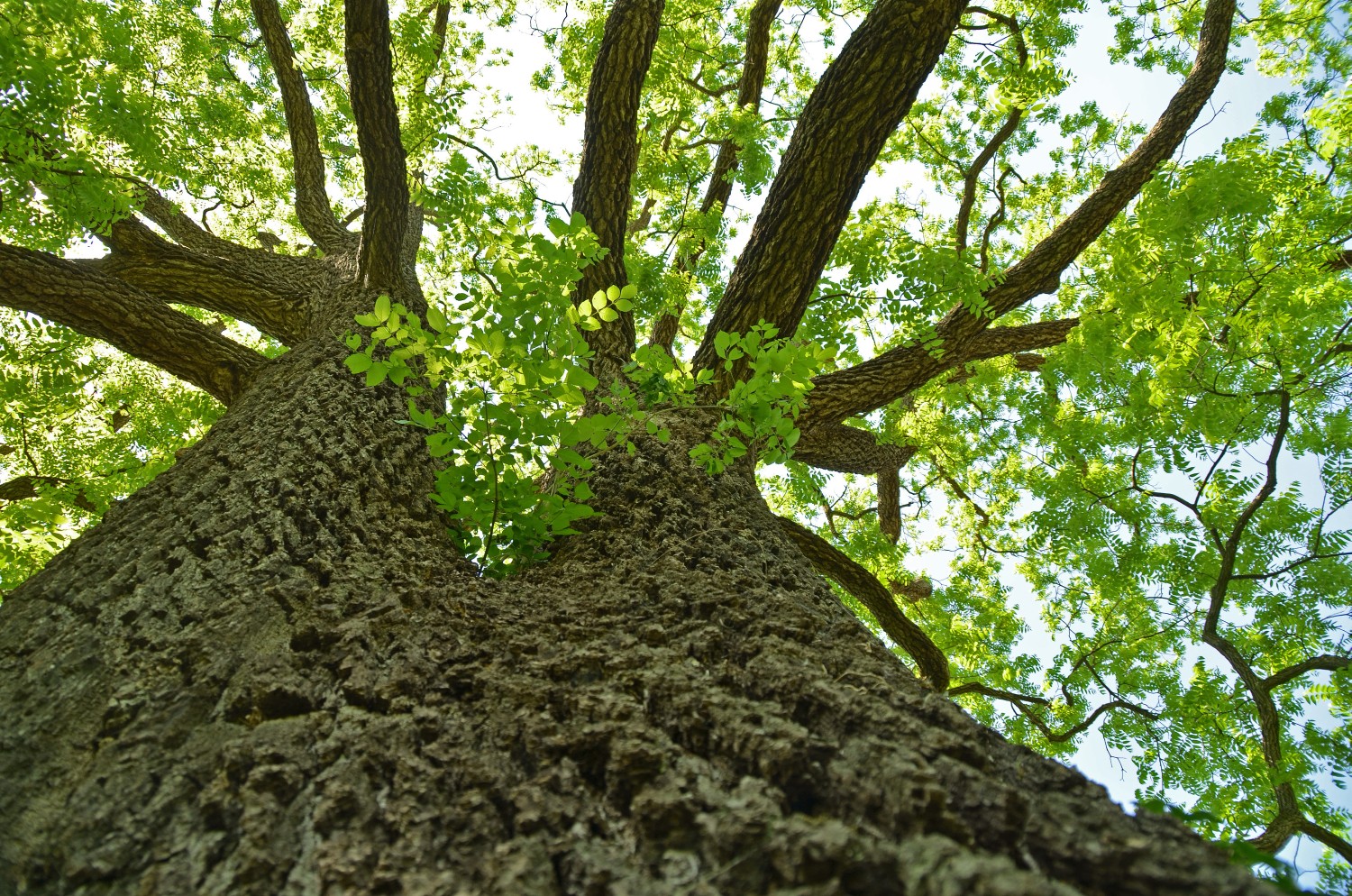 Juglans nigra - Freiburg-Ebnet - Mai 2022
