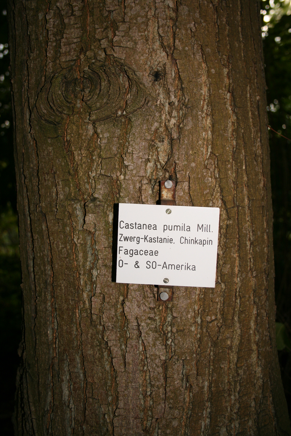 Castanea pumila - Darmstadt - Sept. 2008