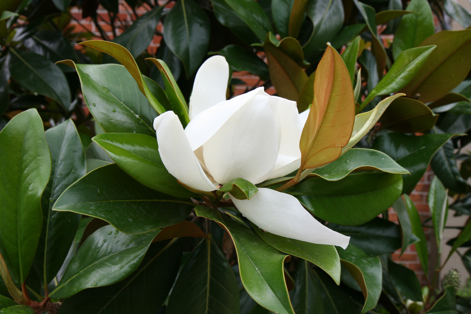 Magnolia grandiflora - Darmstadt - Juli 2012