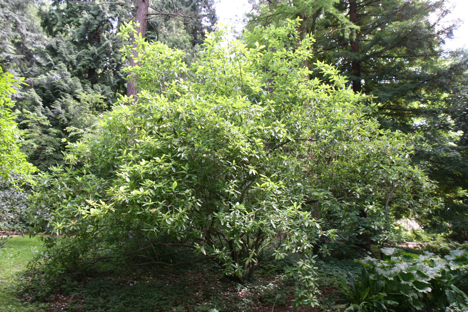 Magnolia virginiana - Darmstadt - Juli 2017