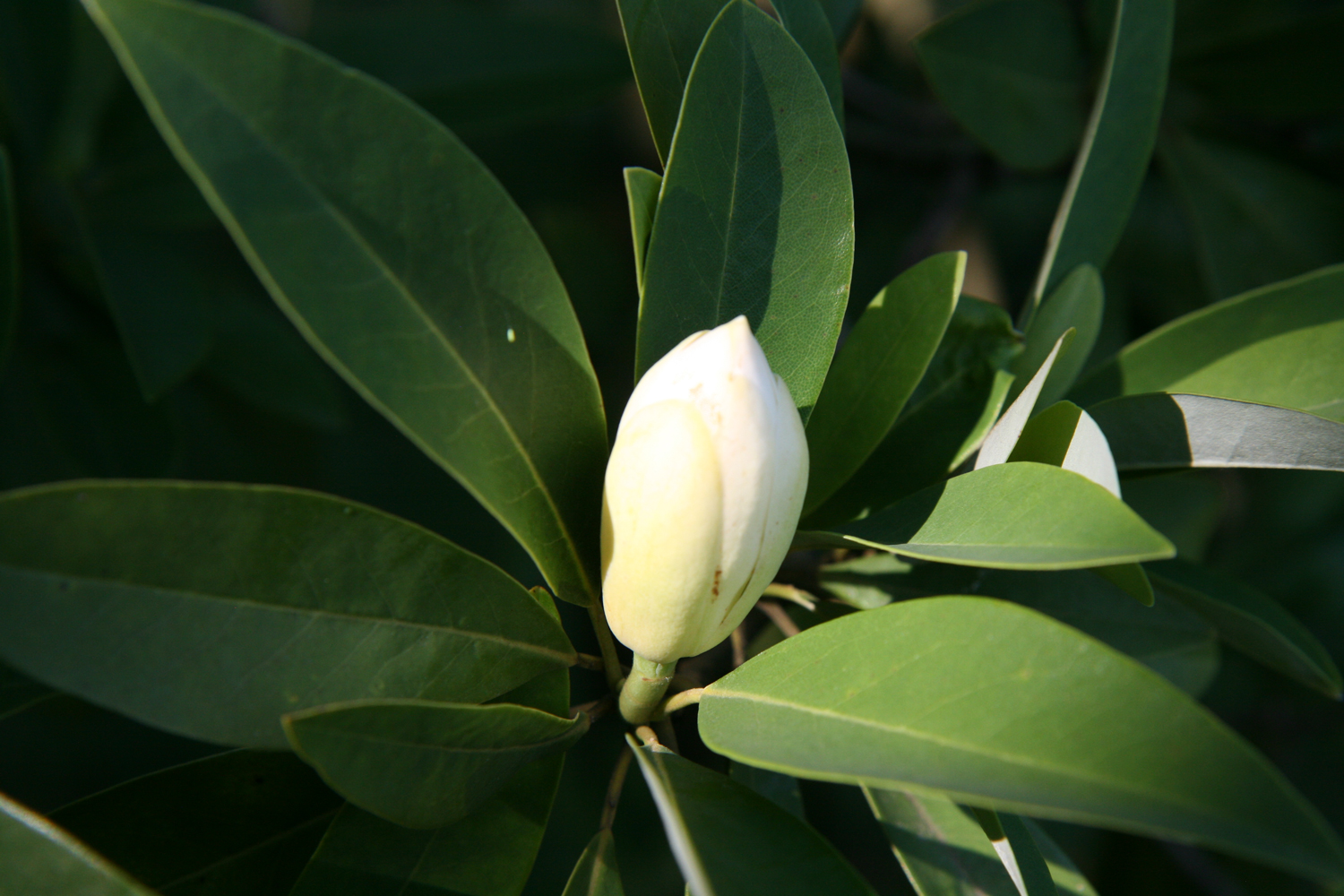 Magnolia virginiana - Darmstadt - Juli 2023
