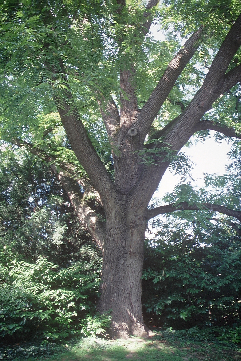 Juglans nigra - Geisenheim