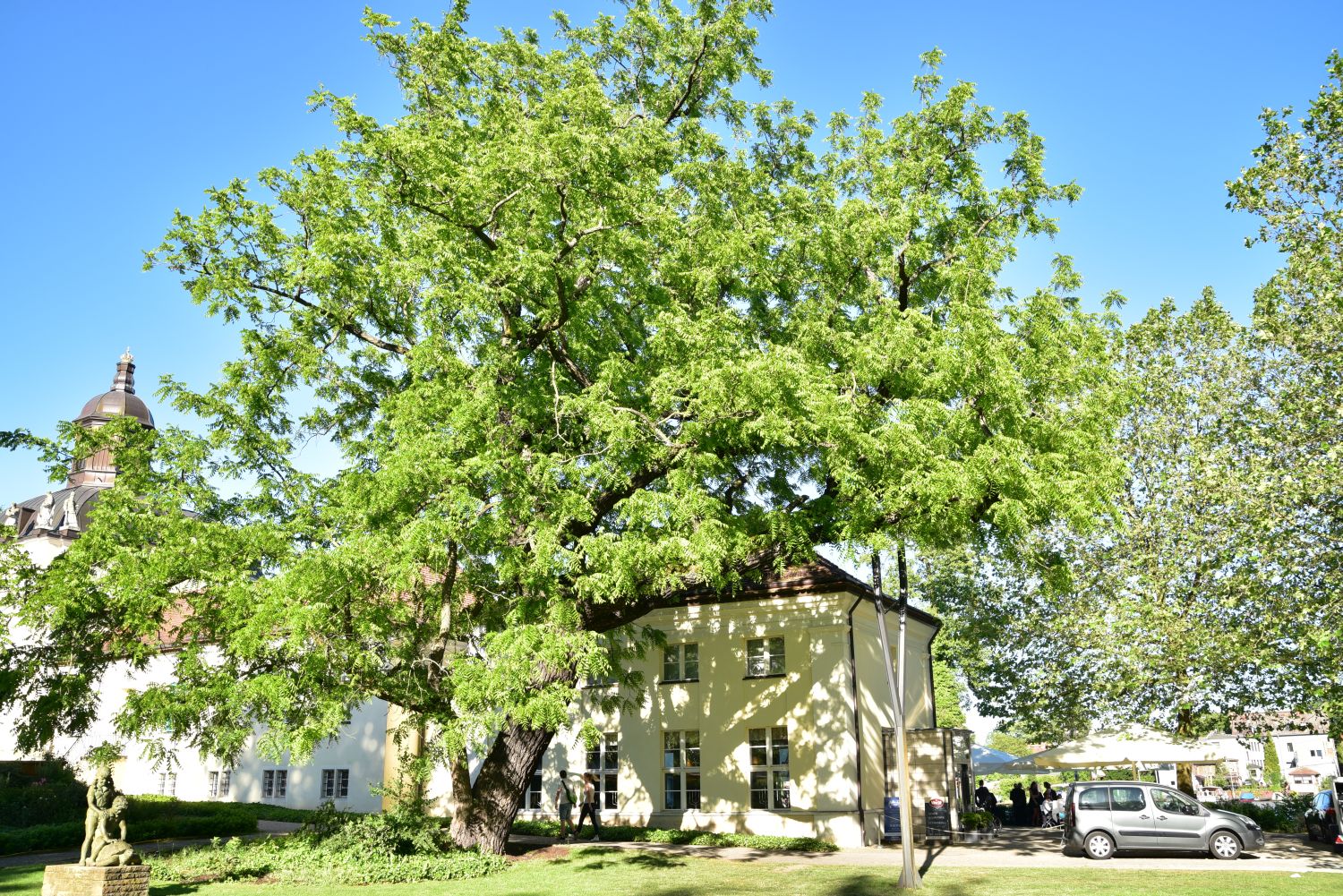 Juglans nigra - Berlin-Köpenick - 2017