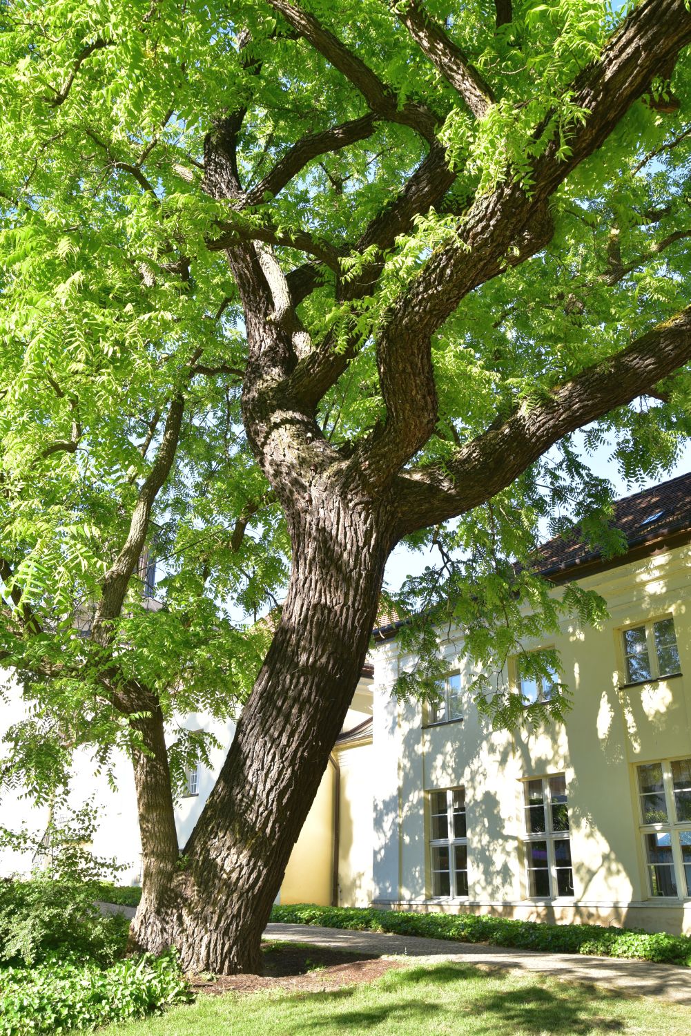 Juglans nigra - Berlin-Köpenick - 2017
