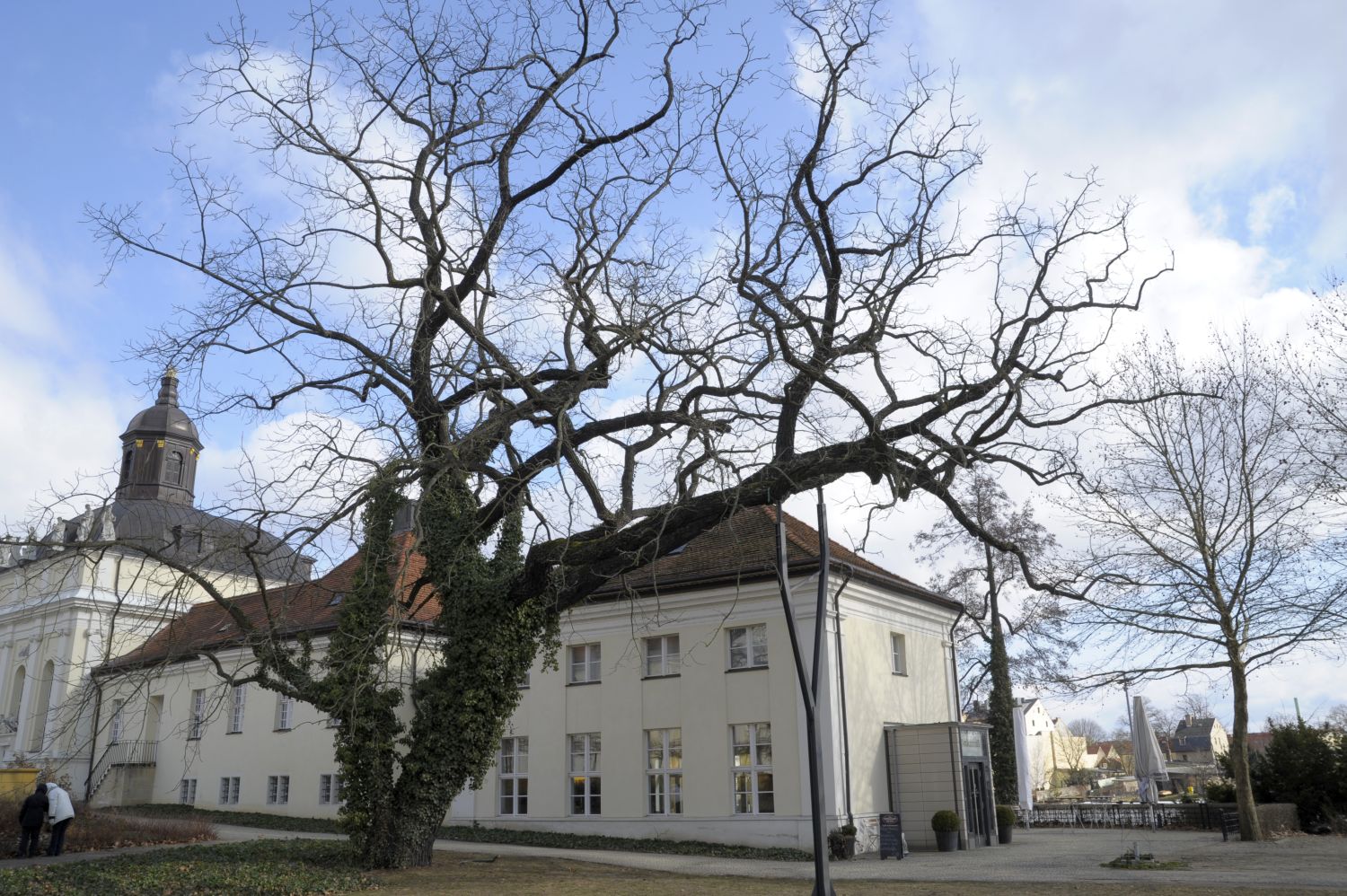Juglans nigra - Berlin-Köpenick - 2010