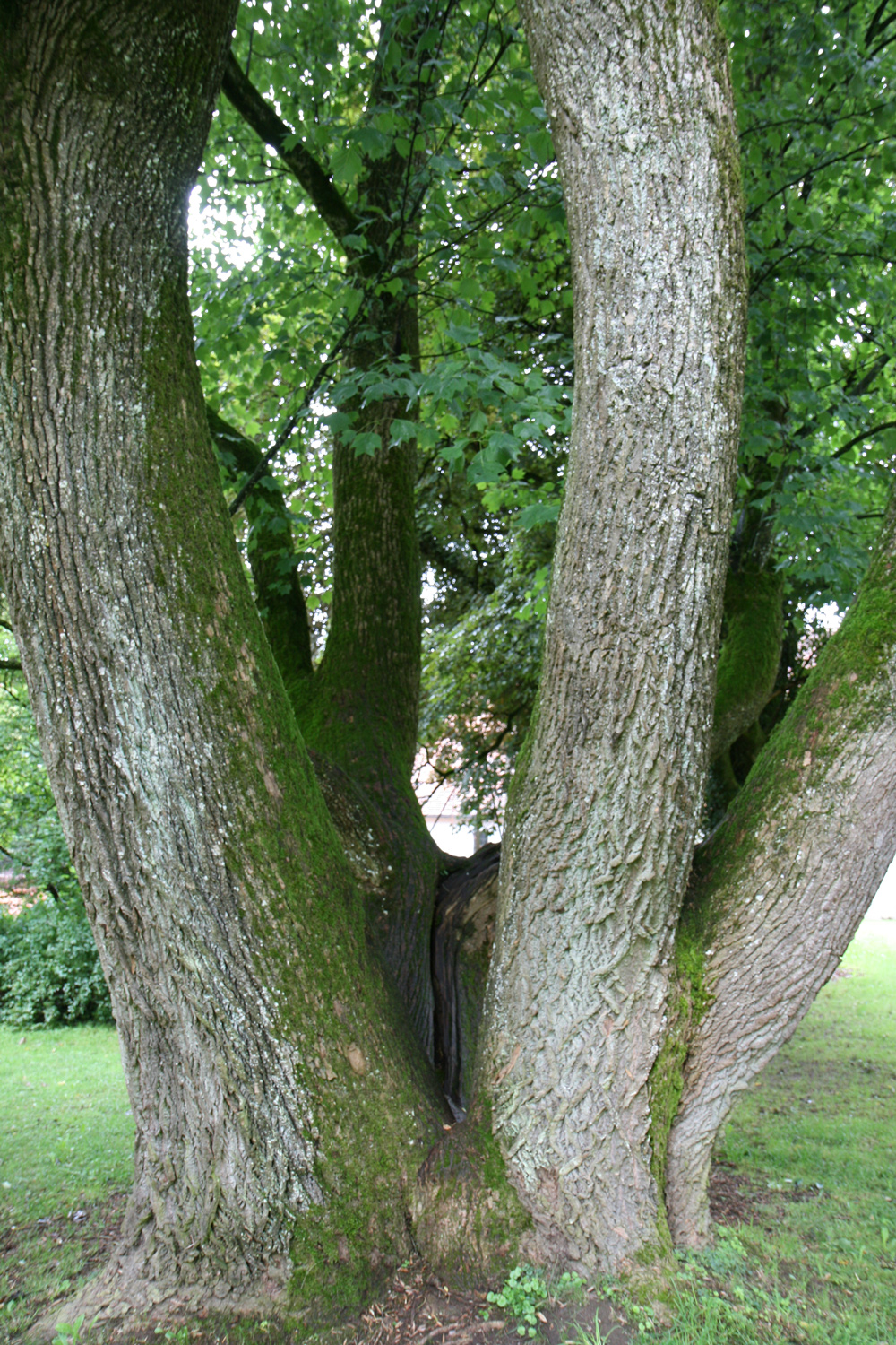 Liriodendron tulipifera - Wolfegg - Juli 2014
