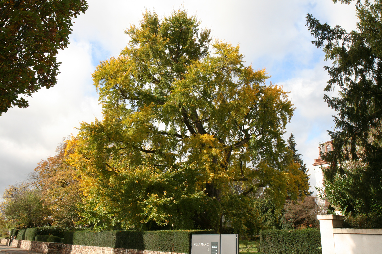 Ginkgo biloba - Eltville - Febr. 2019