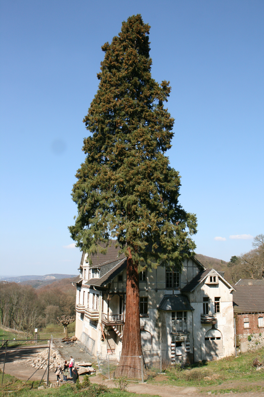 Sequoiadendron giganteum - Königswinter - März 2014
