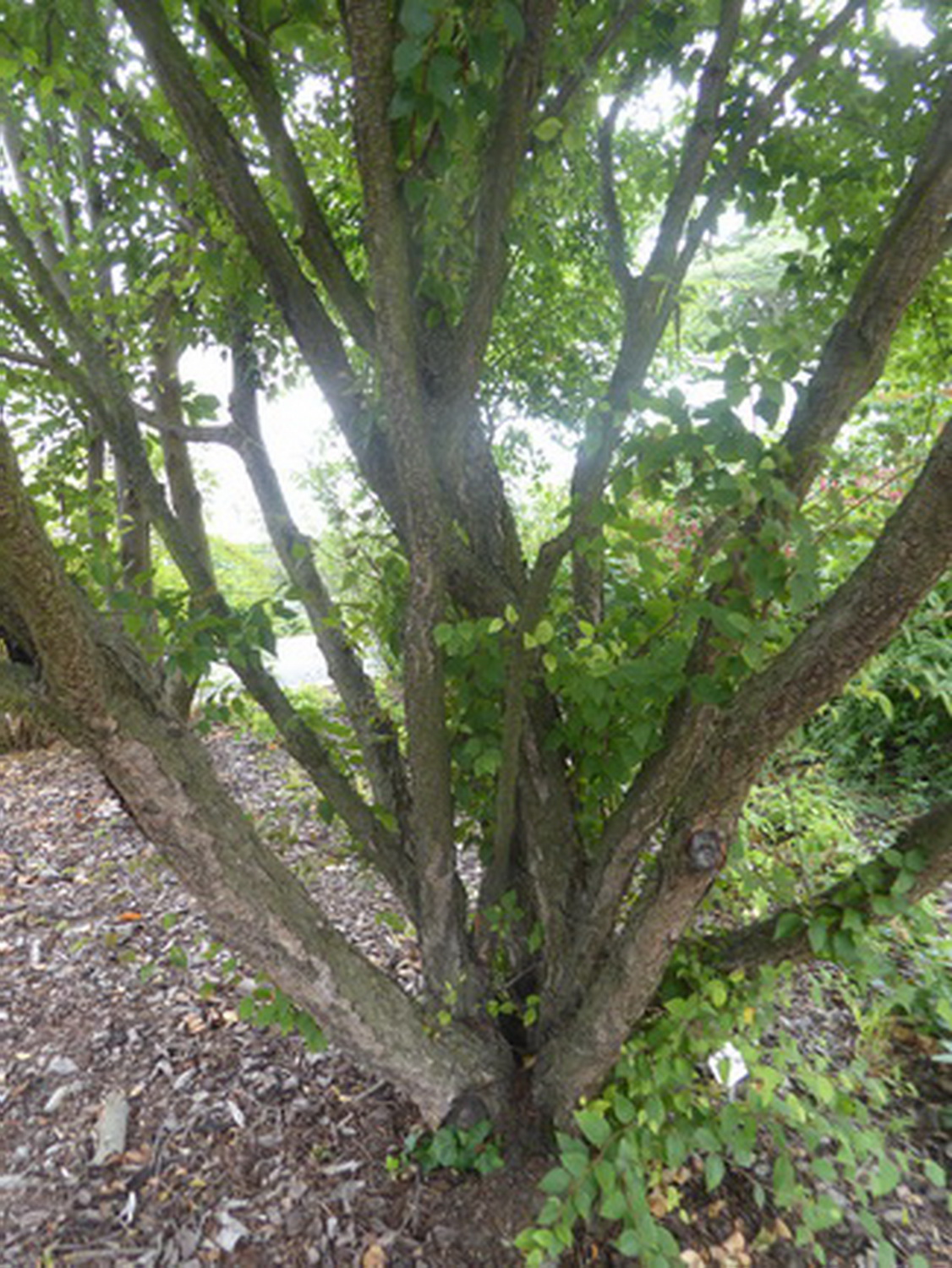 Betula chinensis - Dresden Botanischer Garten - August 2022