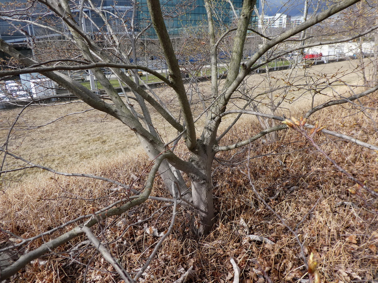 Carpinus japonica - Dresden Botanischer Garten - April 2018