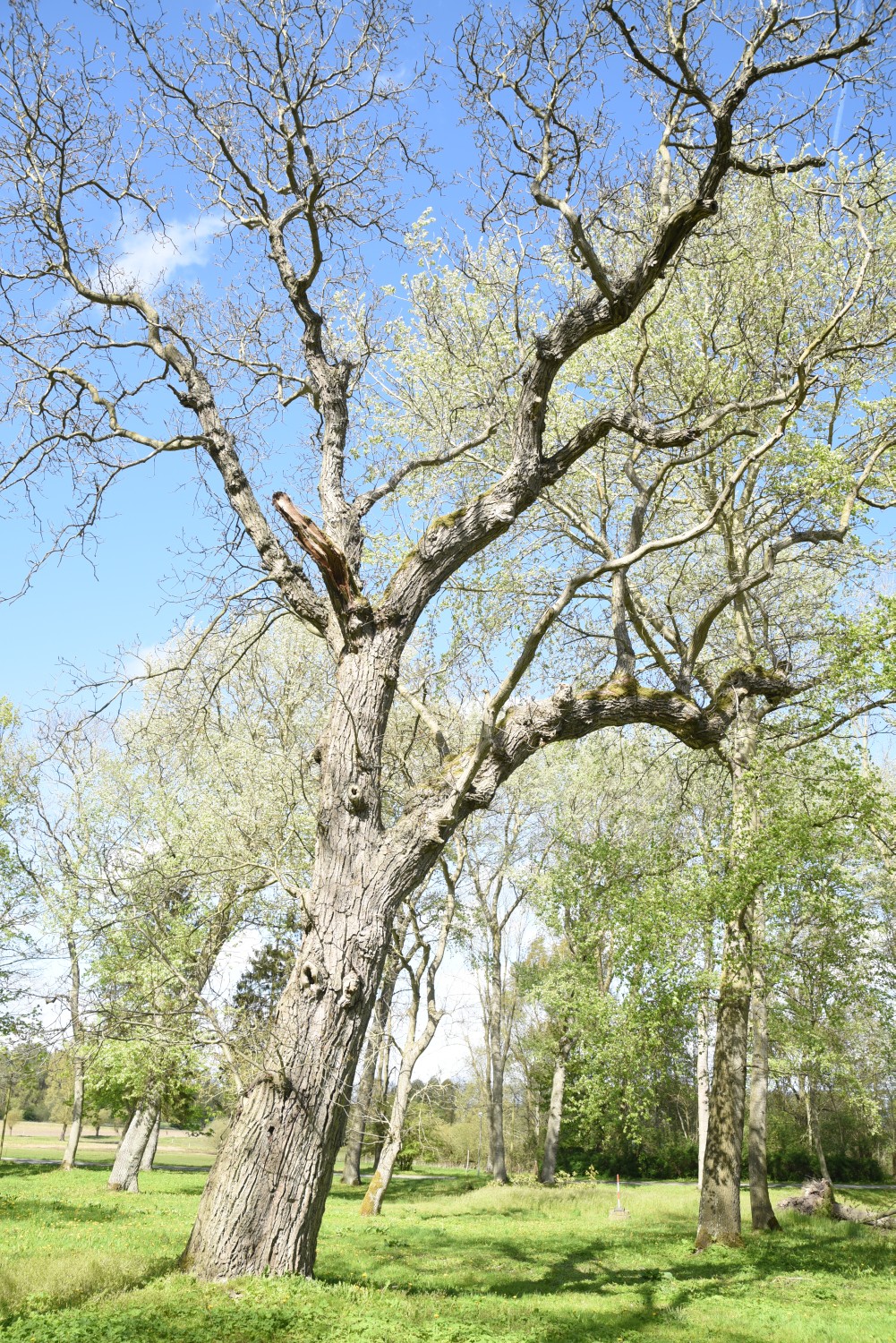 Juglans regia - Gutspark Silenz - 2019