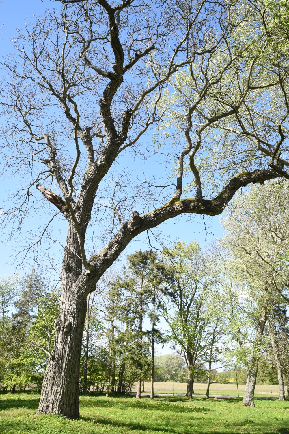 Juglans regia - Gutspark Silenz - 2019