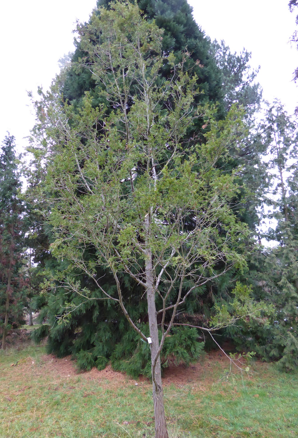 Chamaecyparis thyoides - Dresden Botanischer Garten - Februar 2023