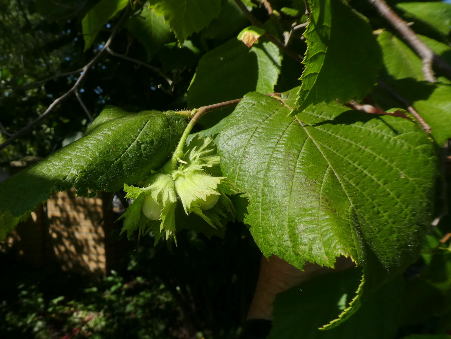 Corylus americana - Dresden Botanischer Garten - Juli 2018