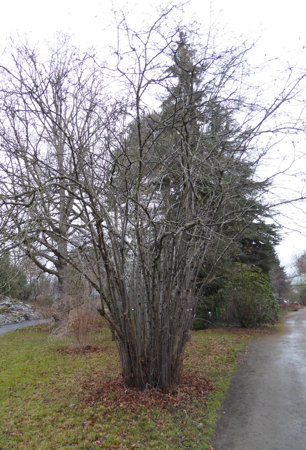 Corylus maxima - Dresden Botanischer Garten - Februar 2023
