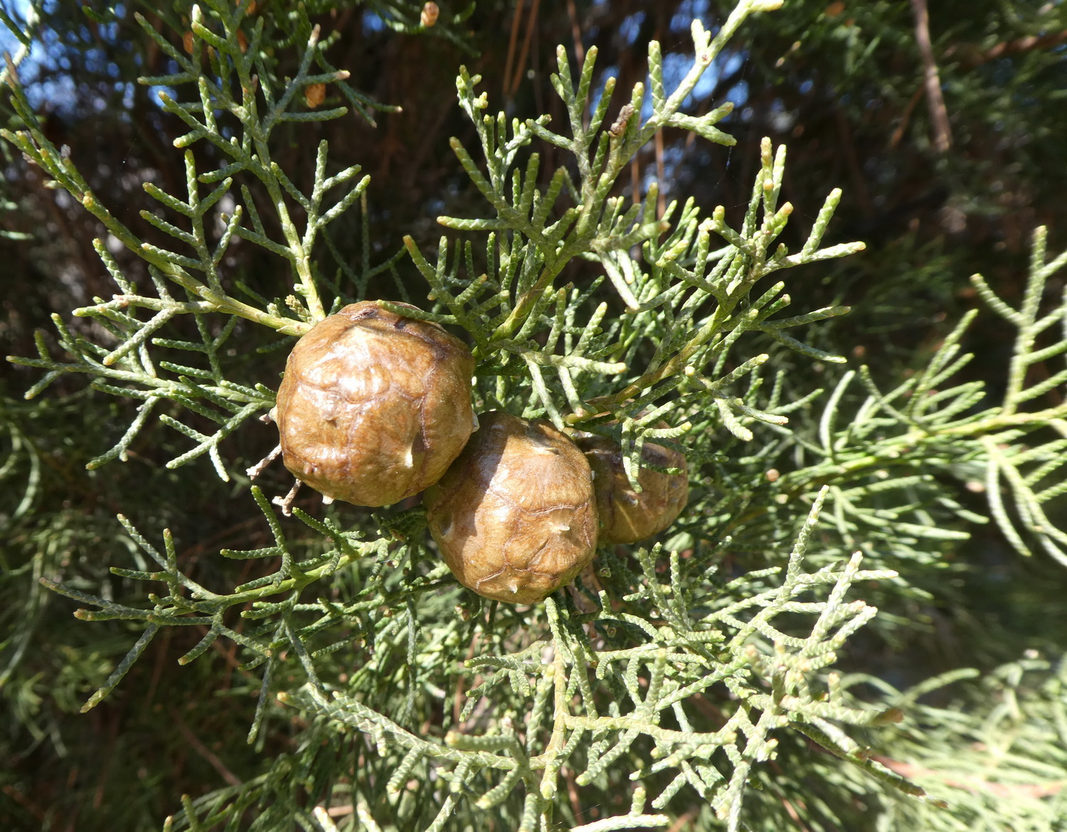 Cupressus sempervirens var. stricta - Dresden Botanischer Garten - April 2018