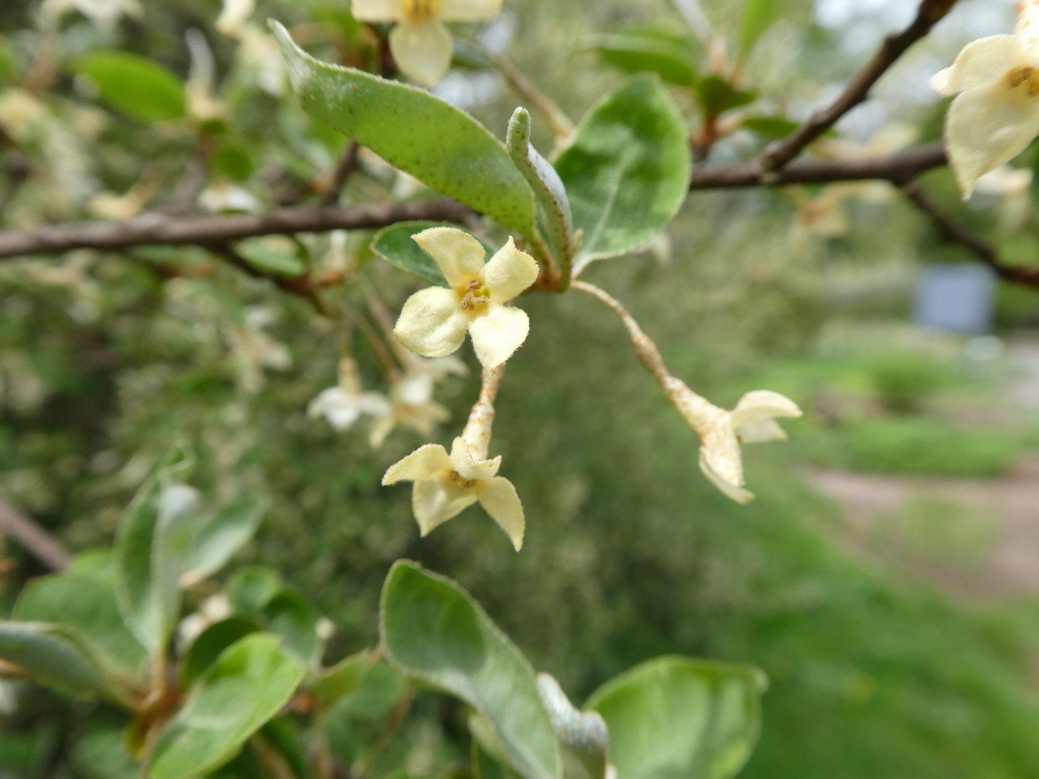 Elaeagnus multiflora - Dresden Botanischer Garten - April 2018