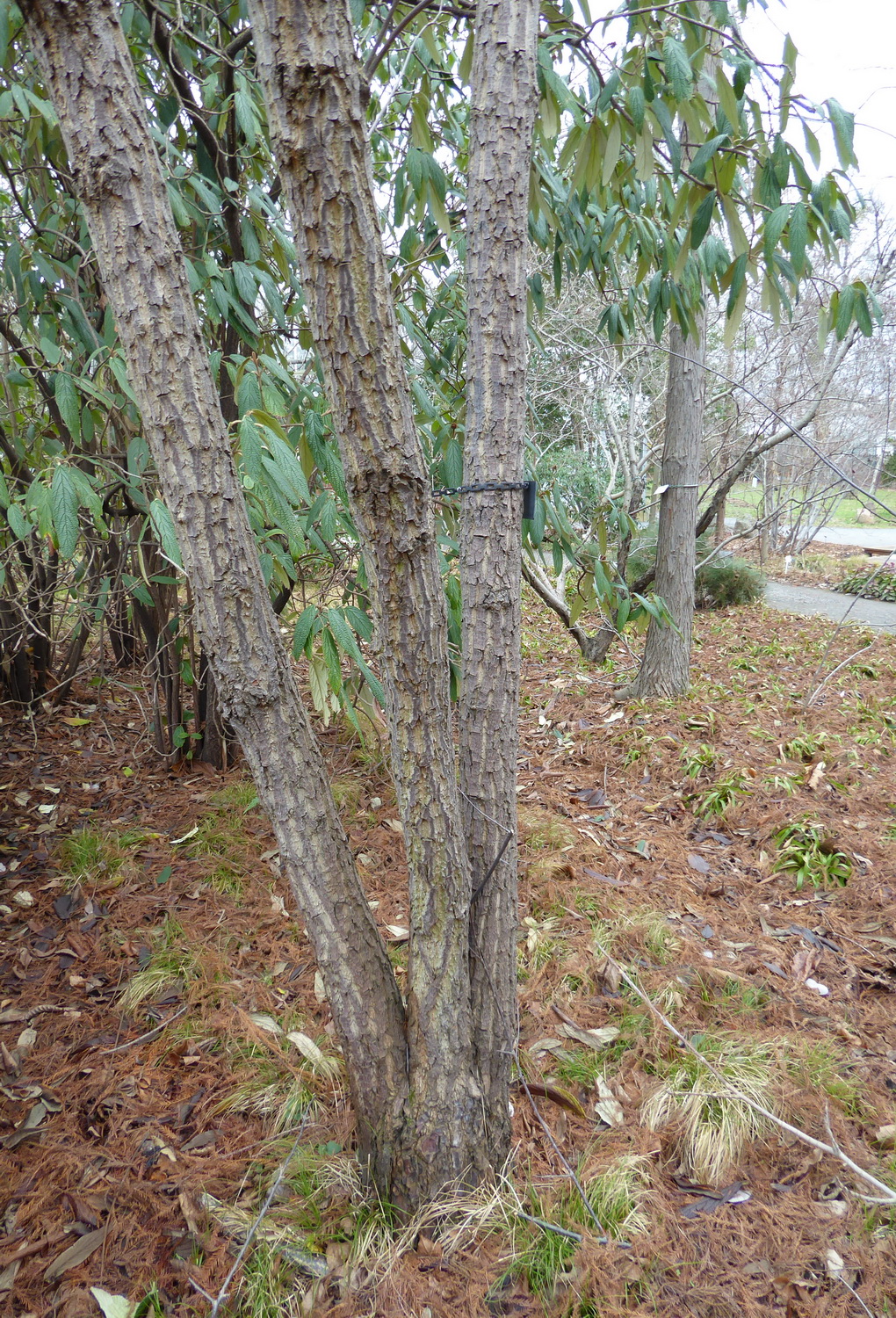 Halesia carolina var. monticola - Dresden Botanischer Garten - Januar 2023