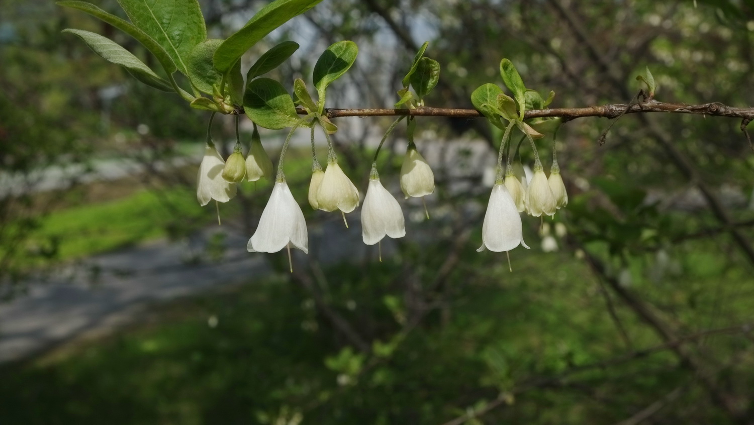 Halesia carolina var. monticola - Dresden Botanischer Garten - April 2014