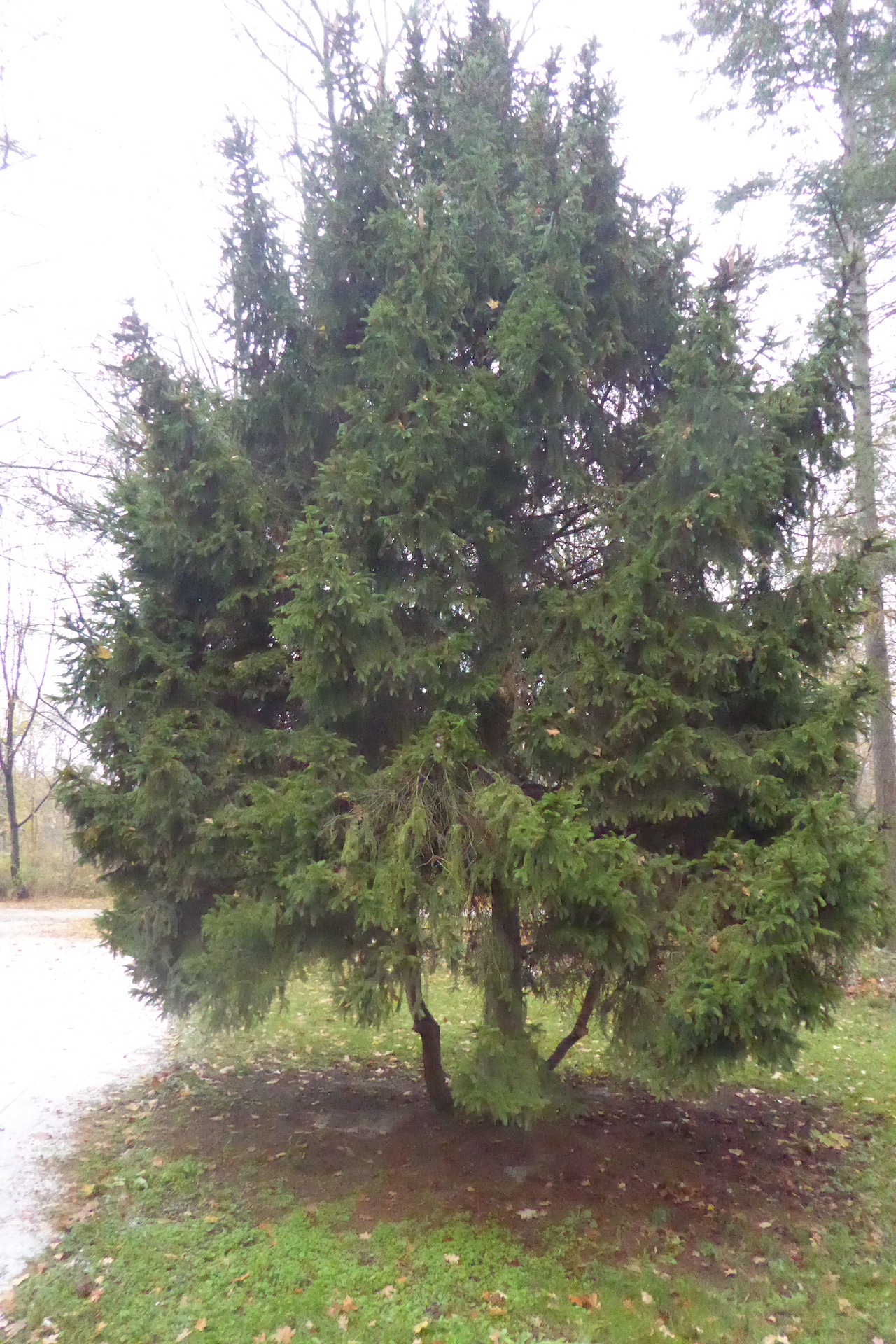 Picea abies 'Remontii' - Dresden - Dezember 2022