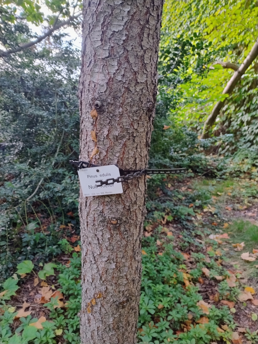 Pinus edulis - Dresden - Sept. 2025