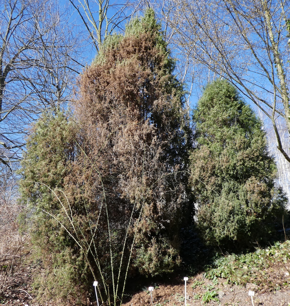 Juniperus communis subsp. oblonga - Dresden Botanischer Garten - April 2018