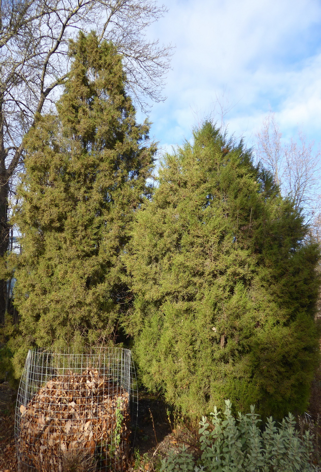 Juniperus phoenicea - Dresden Botanischer Garten - Januar 2022