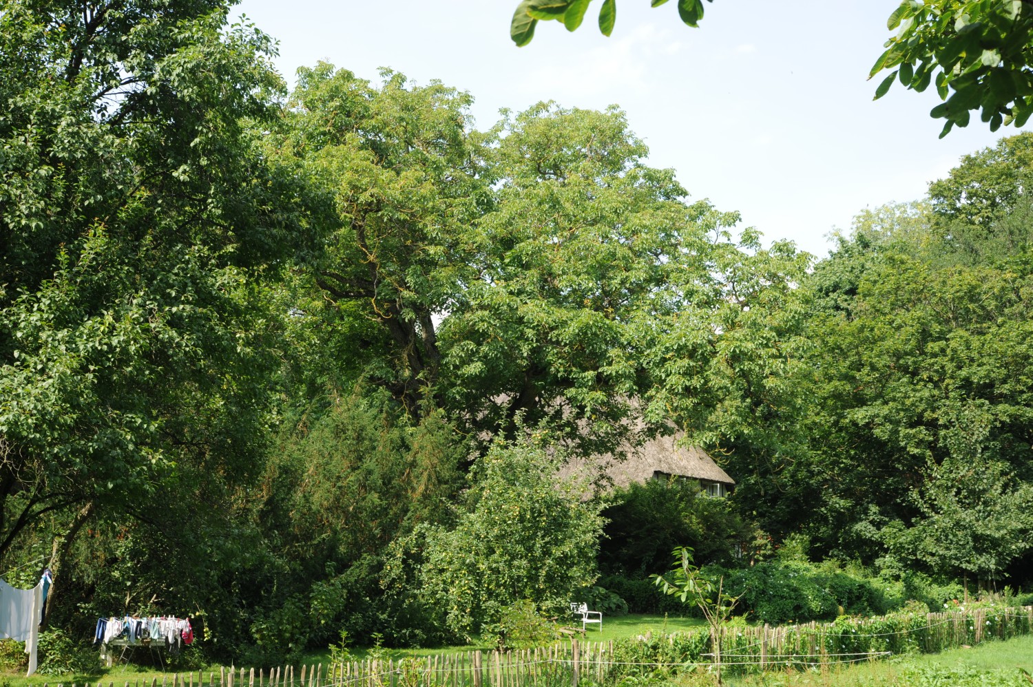 Juglans regia - Swantow - 2014