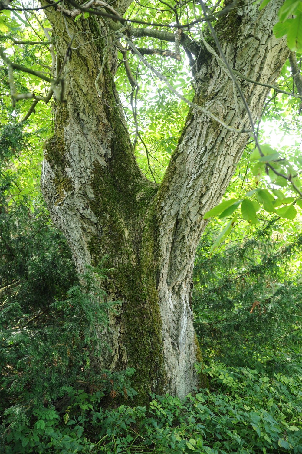 Juglans regia - Swantow - 2014