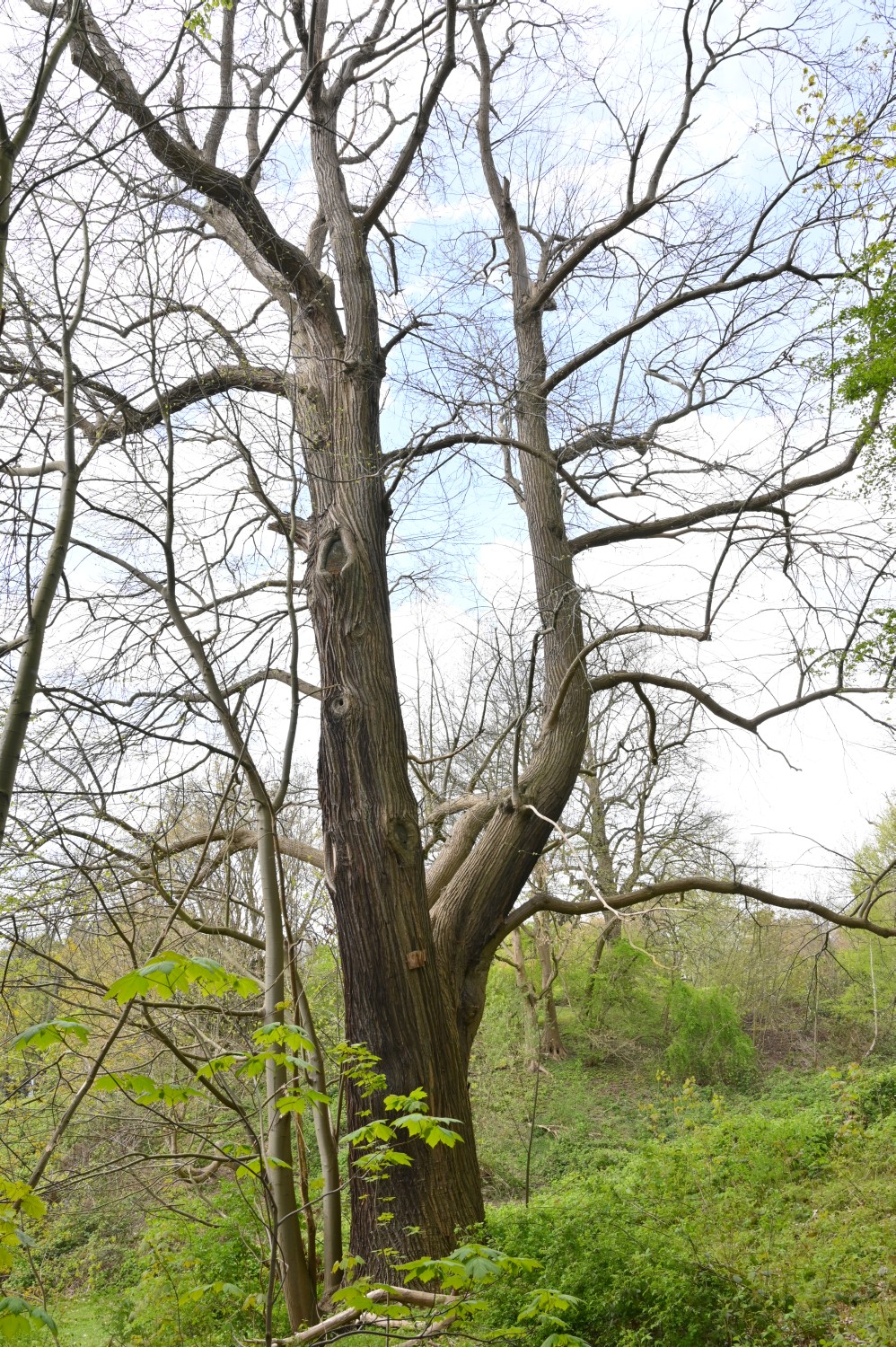 Castanea sativa - Kiel - 2022