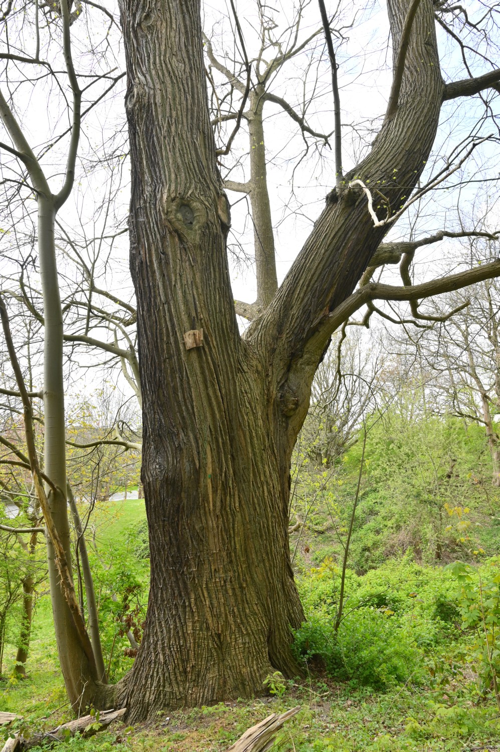 Castanea sativa - Kiel - 2022