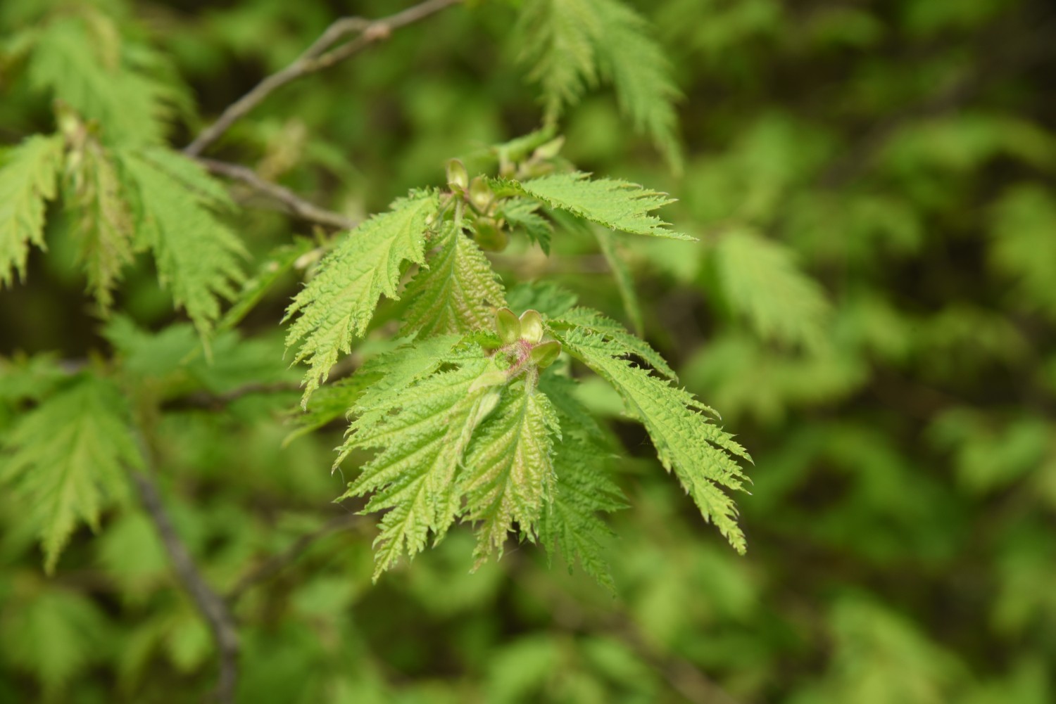 Corylus avellana 'Heterophylla' - Losentitz - 2019