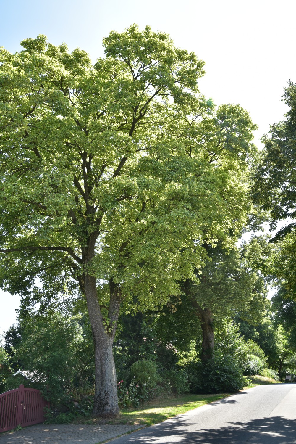 Acer pseudoplatanus 'Leopoldii' - Neuhof - 2019