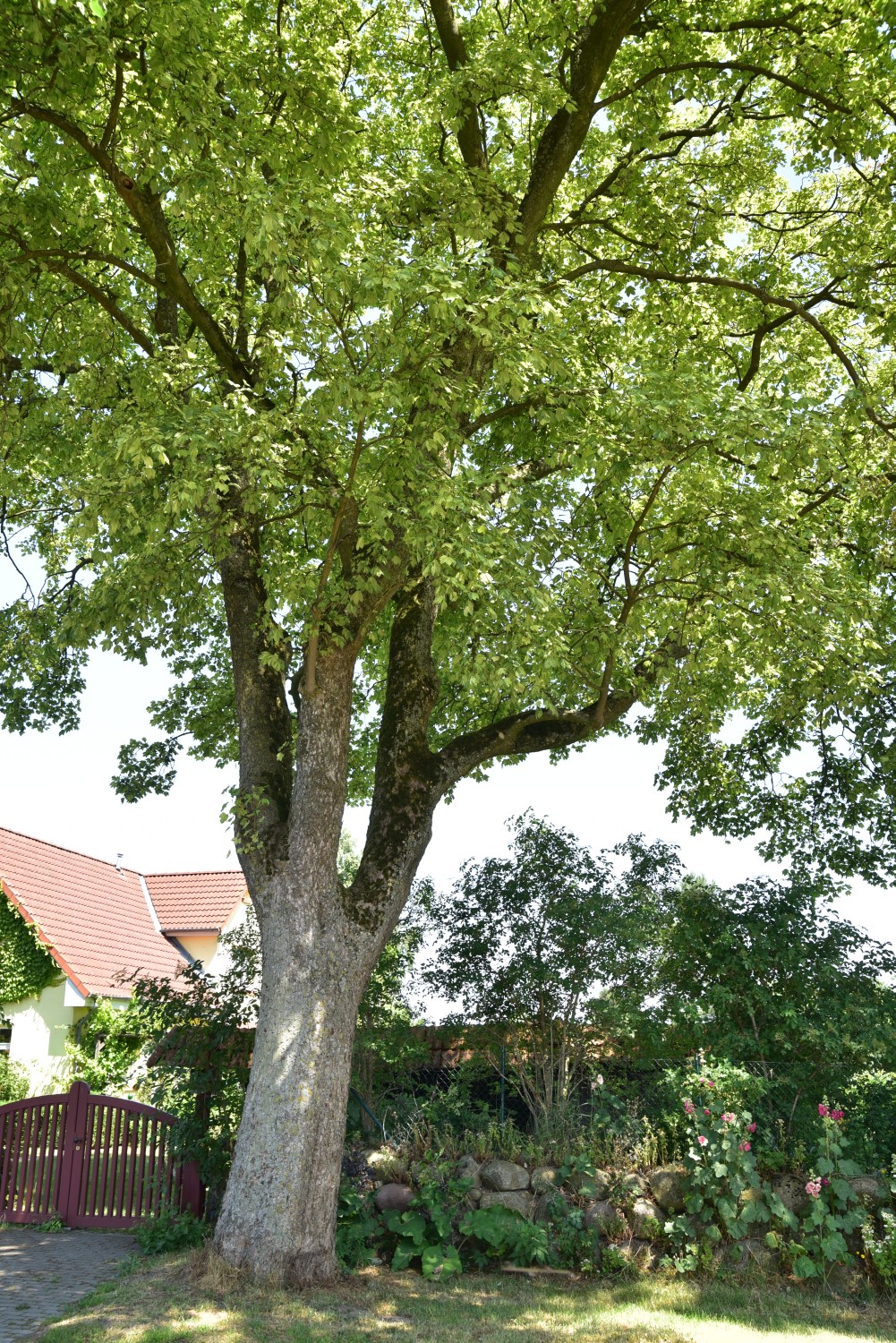 Acer pseudoplatanus 'Leopoldii' - Neuhof - 2019