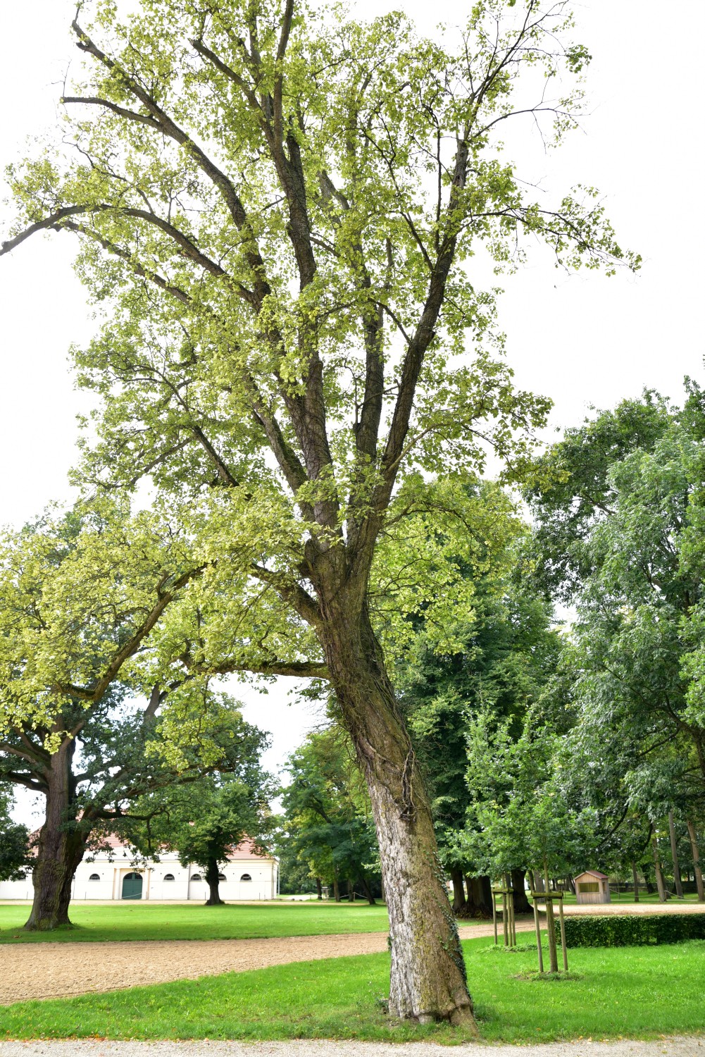 Acer pseudoplatanus 'Leopoldii' - Redefin - 2019
