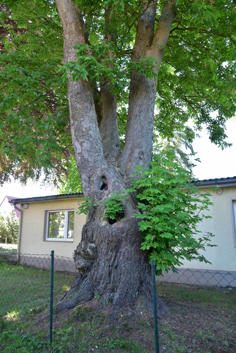 Aesculus × hybrida - Pritzwalk - 2017