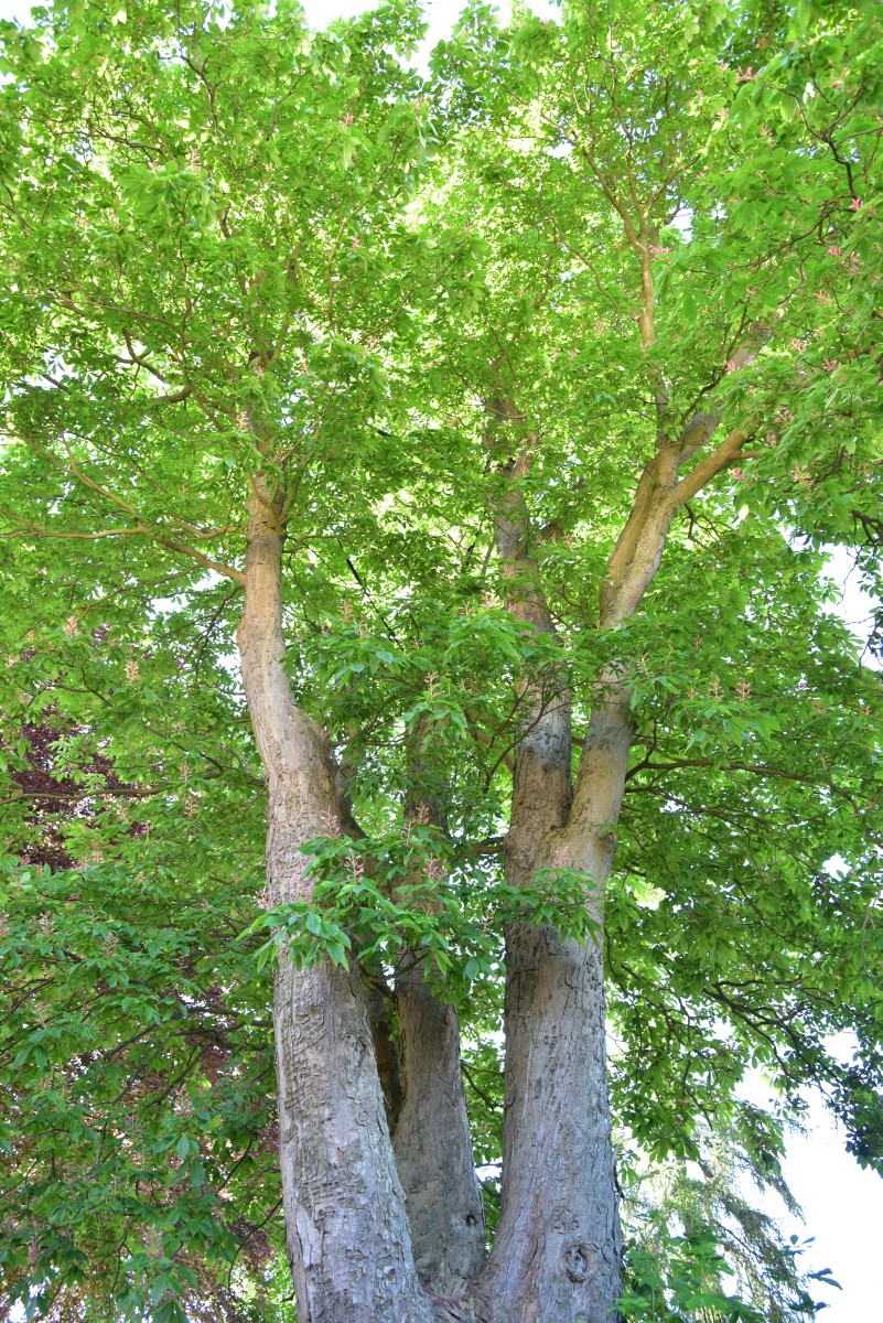 Aesculus × hybrida - Pritzwalk - 2017