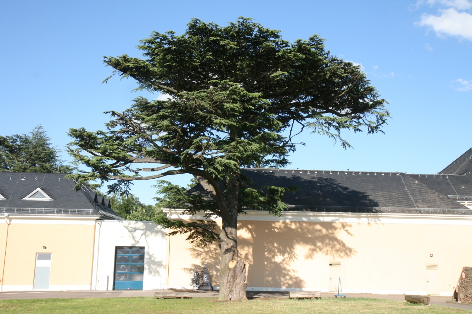 Cedrus libani - Rüdesheim, Johannisberg - 2019