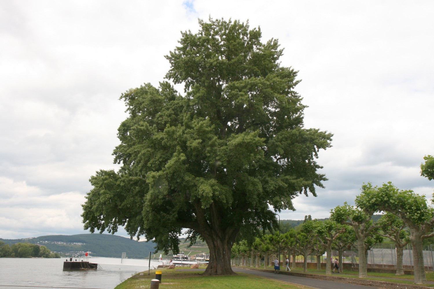 Populus nigra - Rüdesheim - 2019