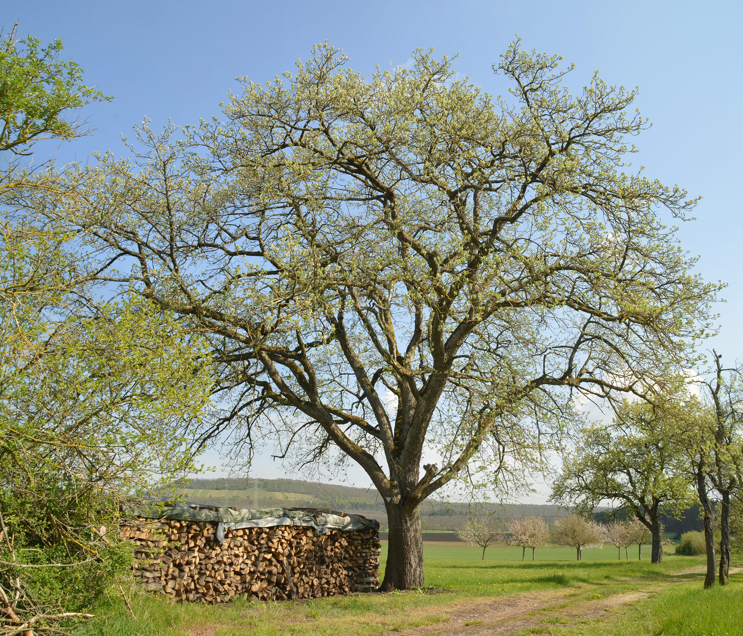 Sorbus domestica - Ölbronn-Dürrn - Mai 2021