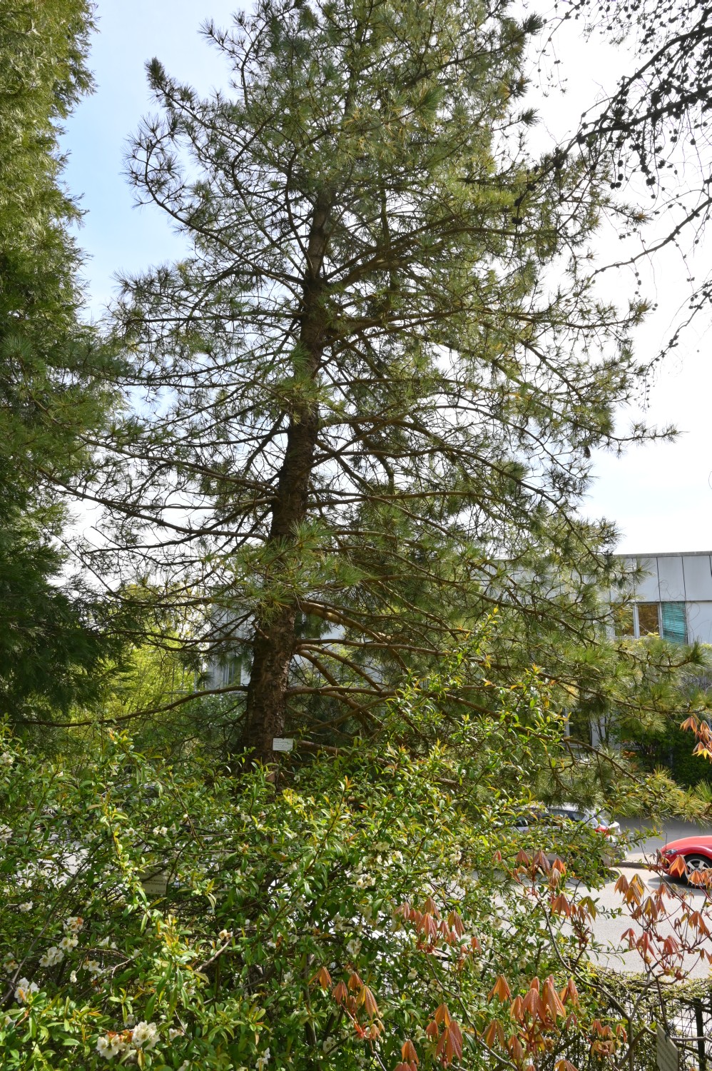 Pinus cembra - Kiel, Alter Botanischer Garten - 2022