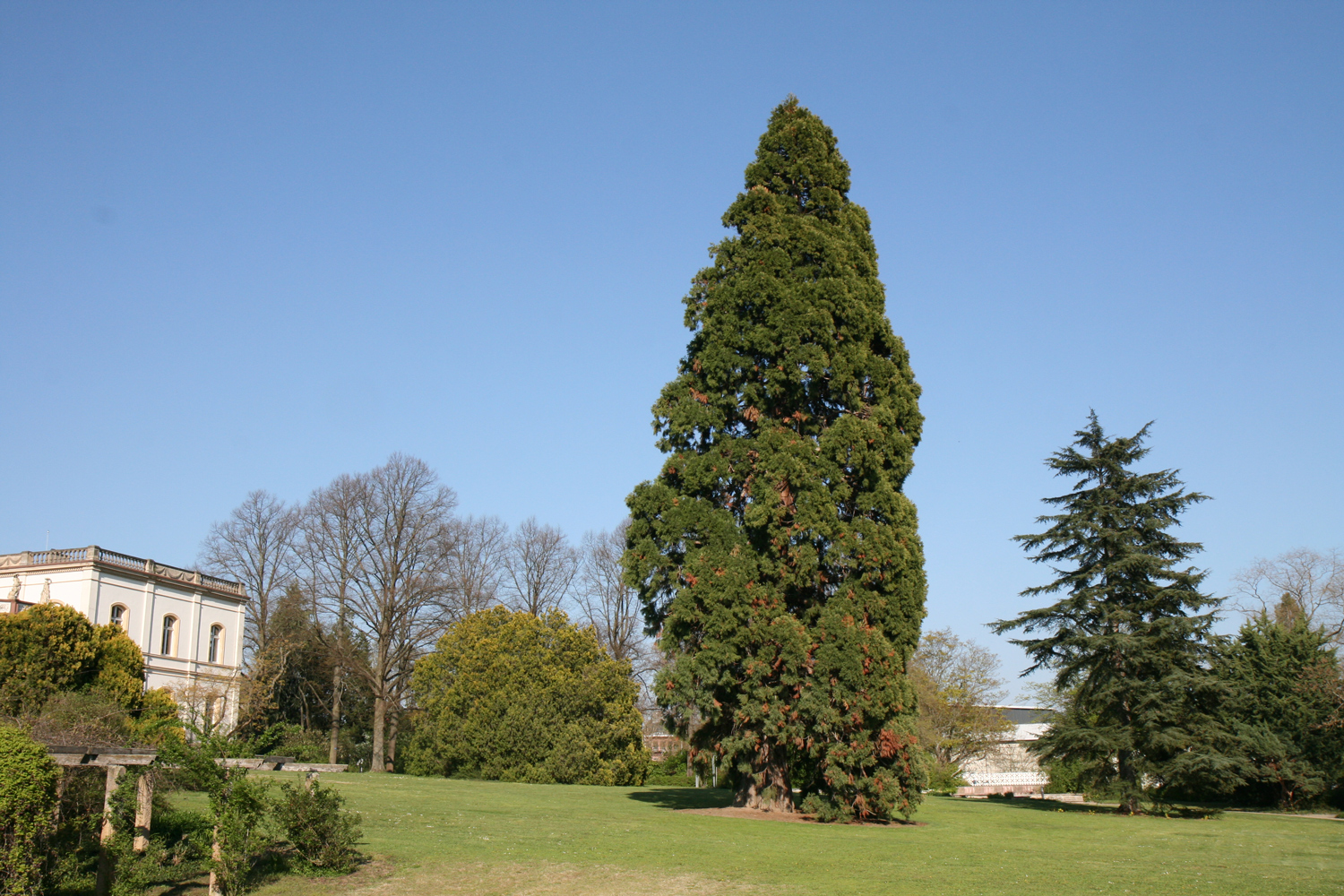 Sequoiadendron giganteum - Geisenheim - April 2019
