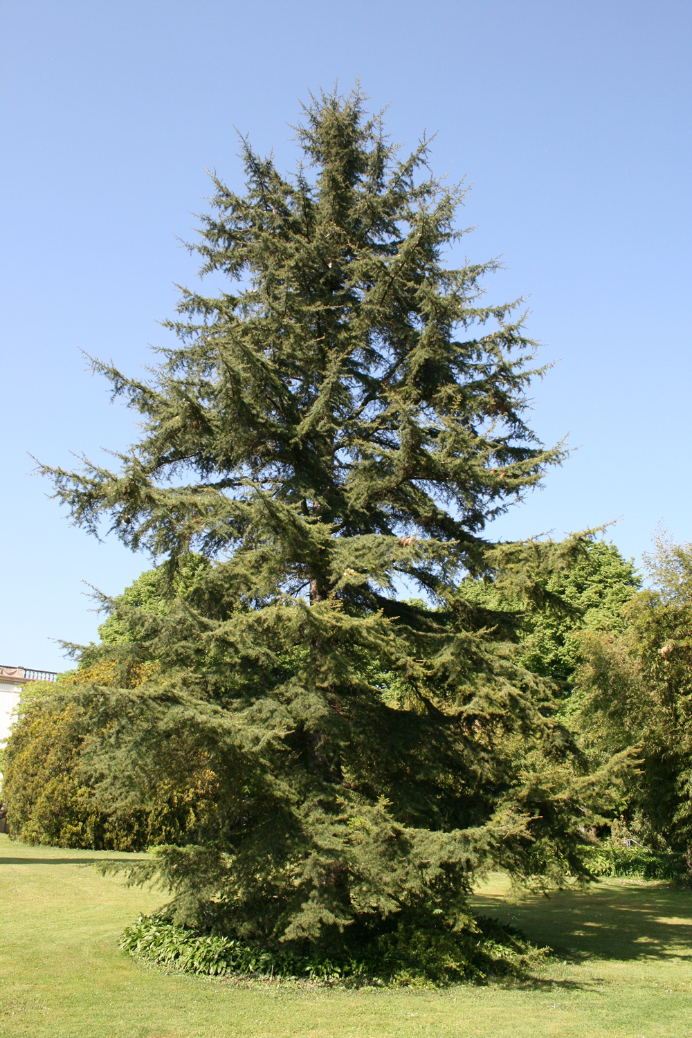 Cedrus libani - Geisenheim - Mai 2009