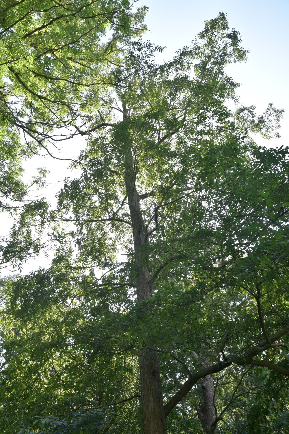 Alnus incana - Ramin - 2019