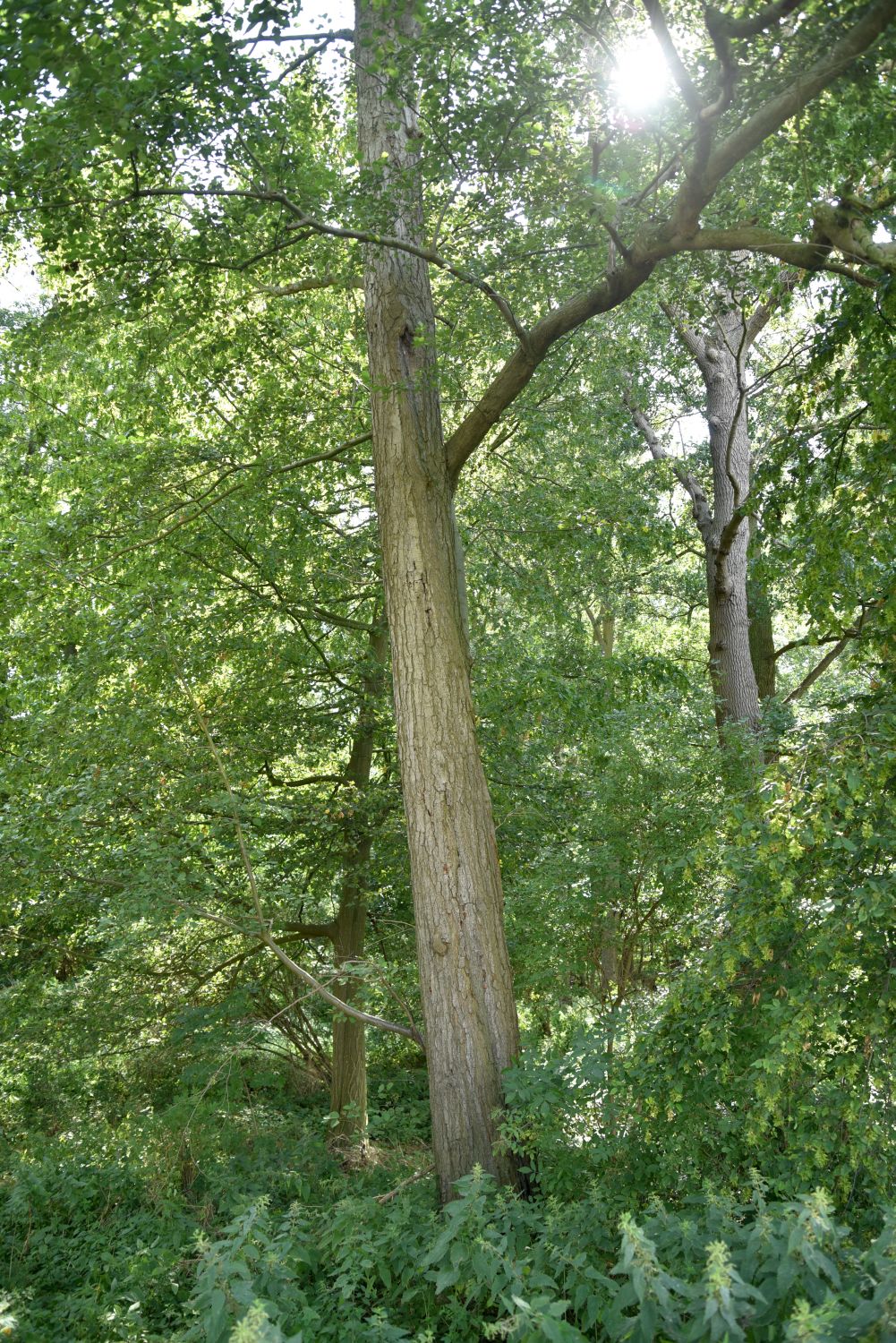 Alnus incana - Ramin - 2019