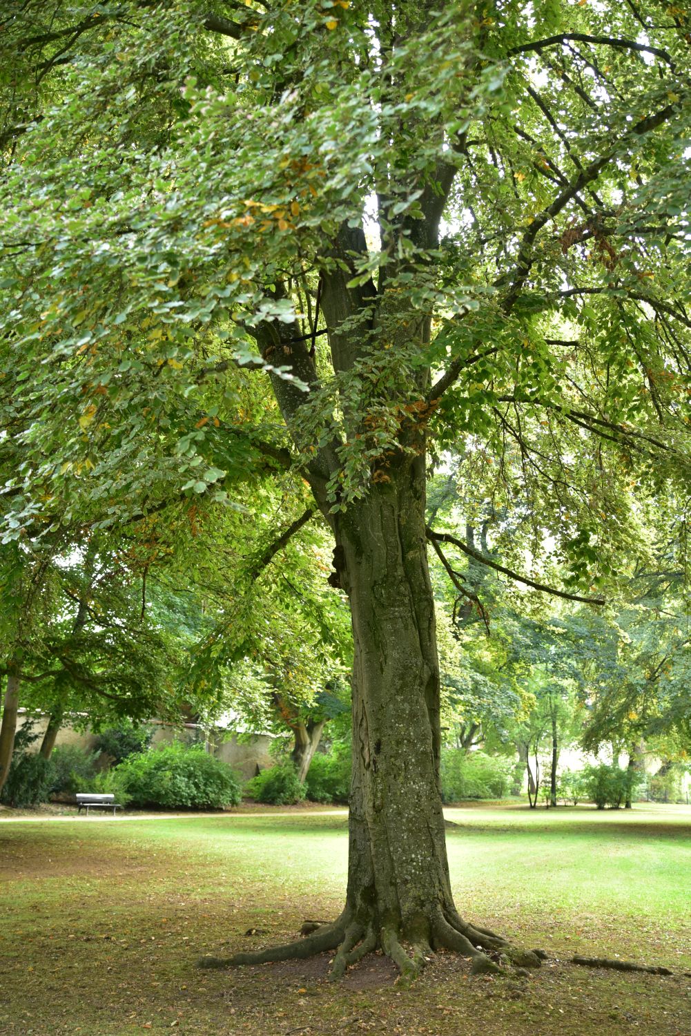 Fagus sylvatica 'Purpurea Tricolor' - Ellingen - 2017
