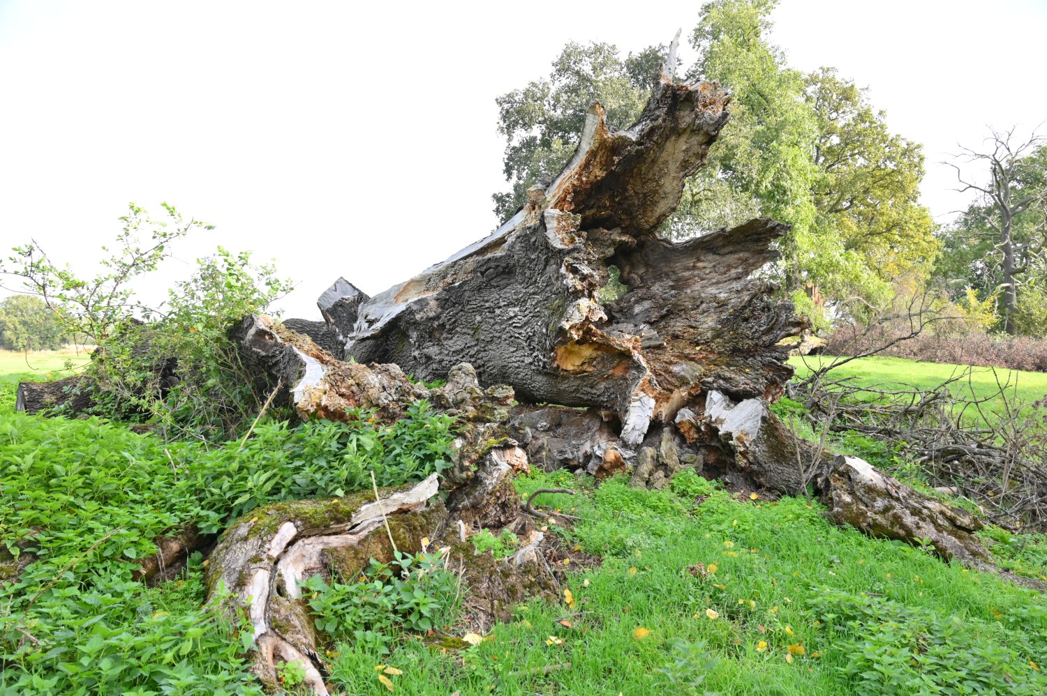 Fraxinus excelsior - Vockerode - Okt. 2023