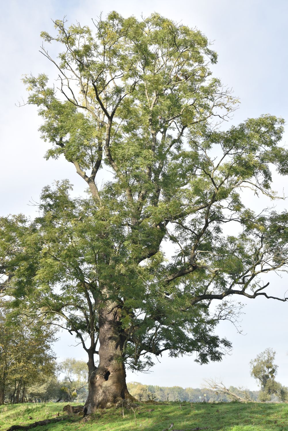 Fraxinus excelsior - Vockerode - 2019