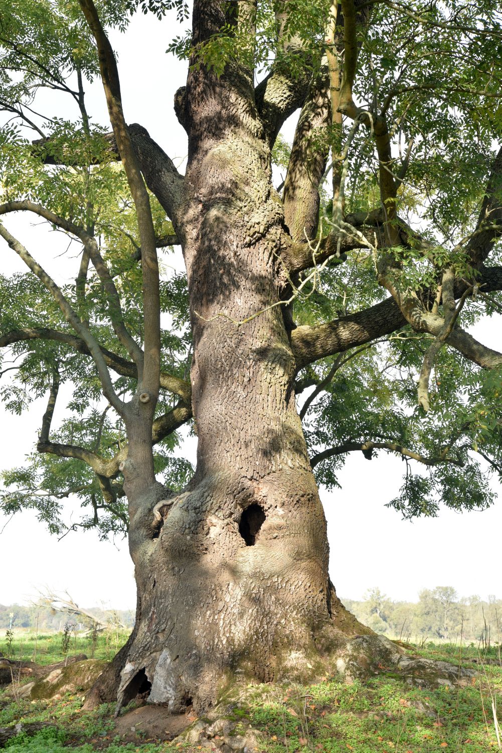 Fraxinus excelsior - Vockerode - 2019